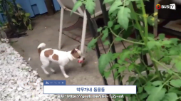 요즘이슈_03_막무가내 동물들